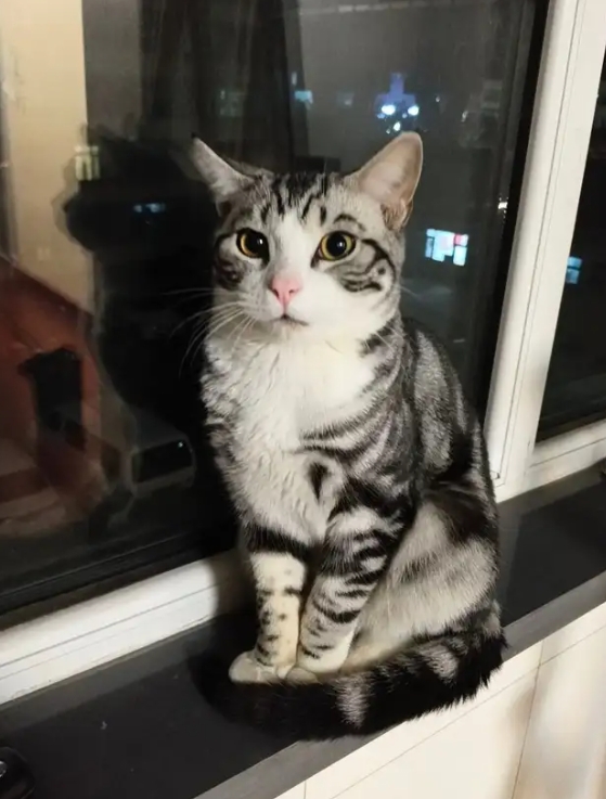 cat5.png
